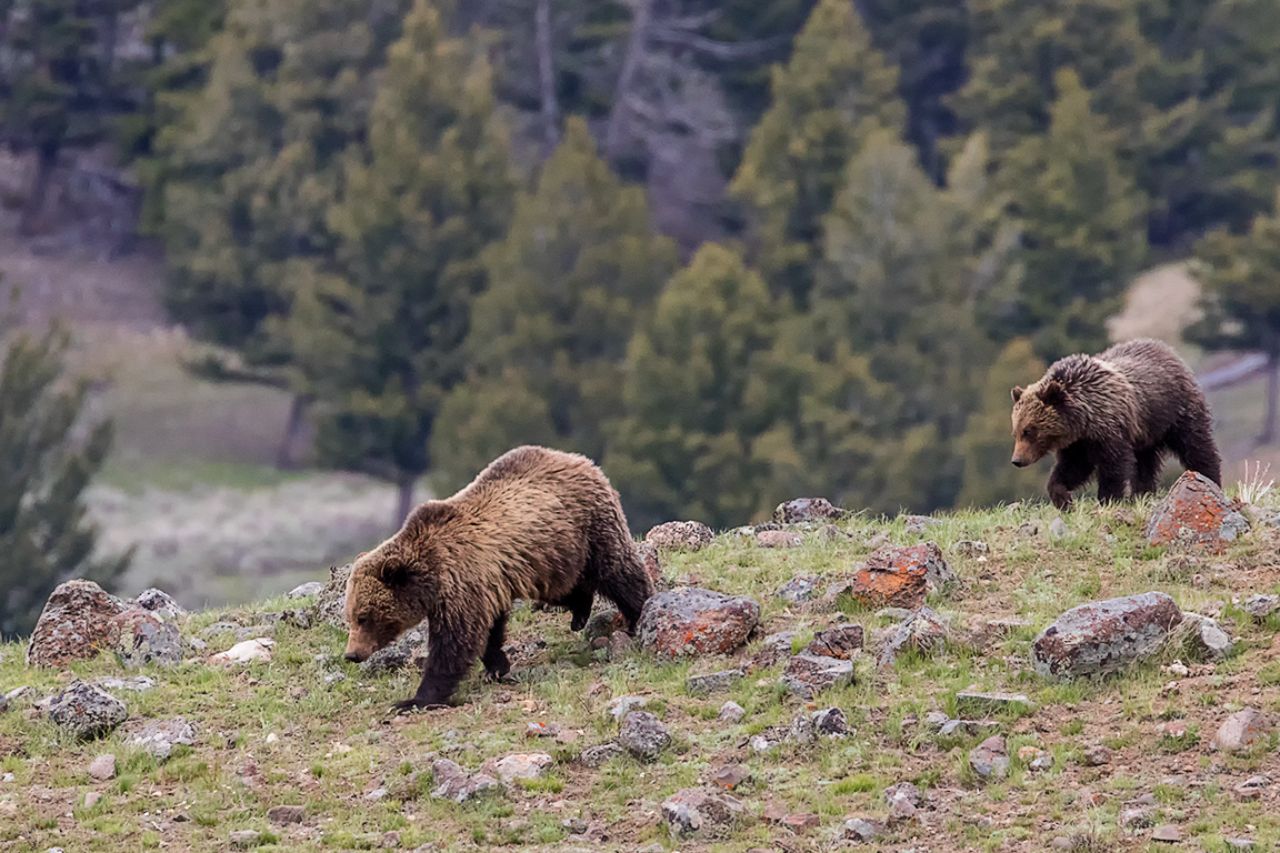 Hembra grizzly o oseznos