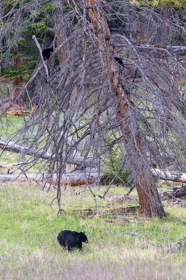 Osa negra y oseznos en el árbol