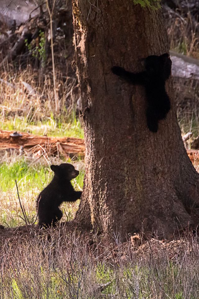 Oseznos negros jugando