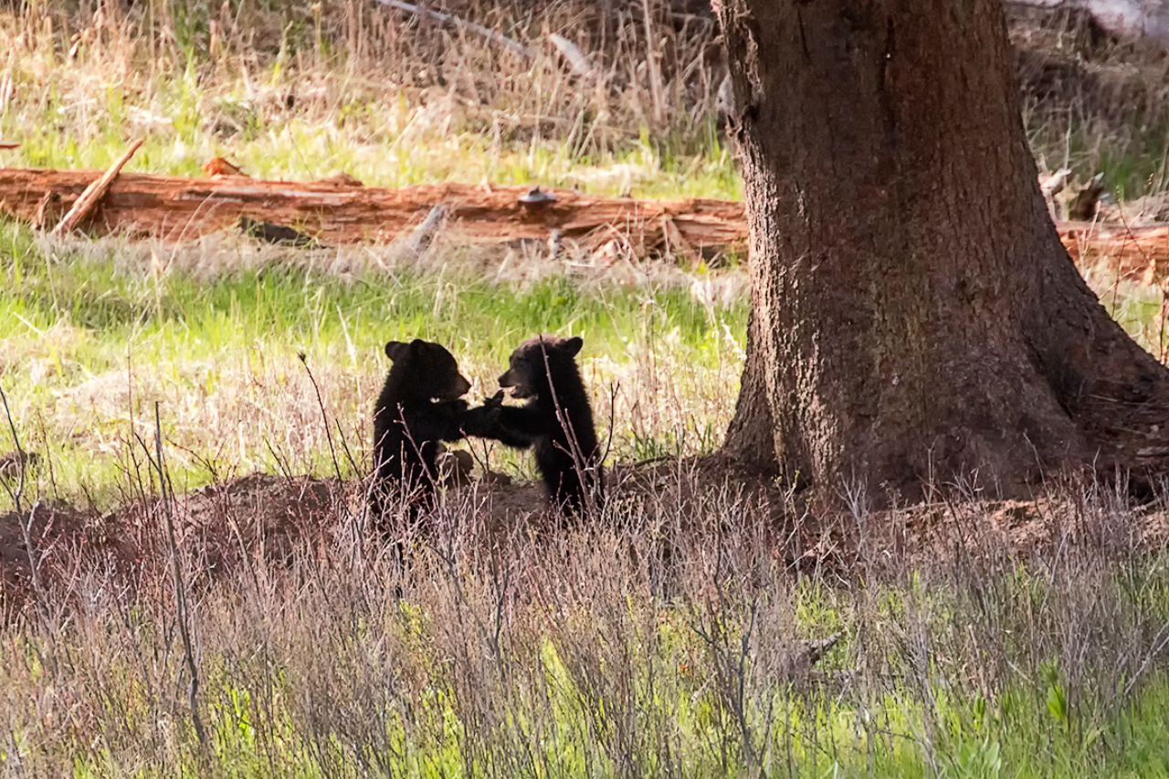 Oseznos negros jugando
