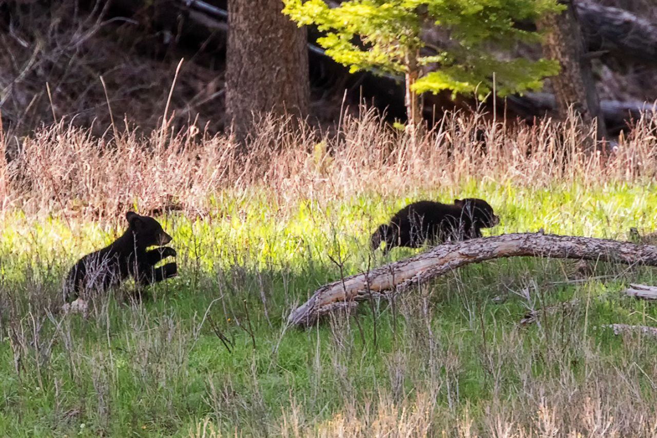Oseznos negros jugando