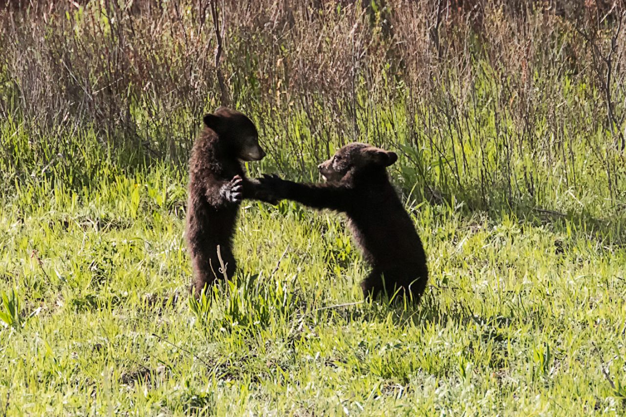 Oseznos negros jugando