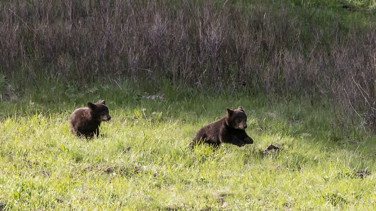 Oseznos negros jugando