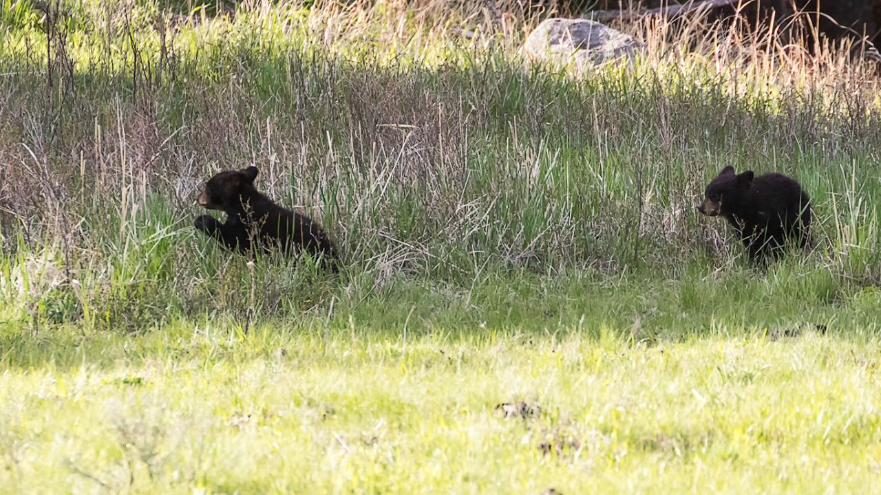 Oseznos negros jugando