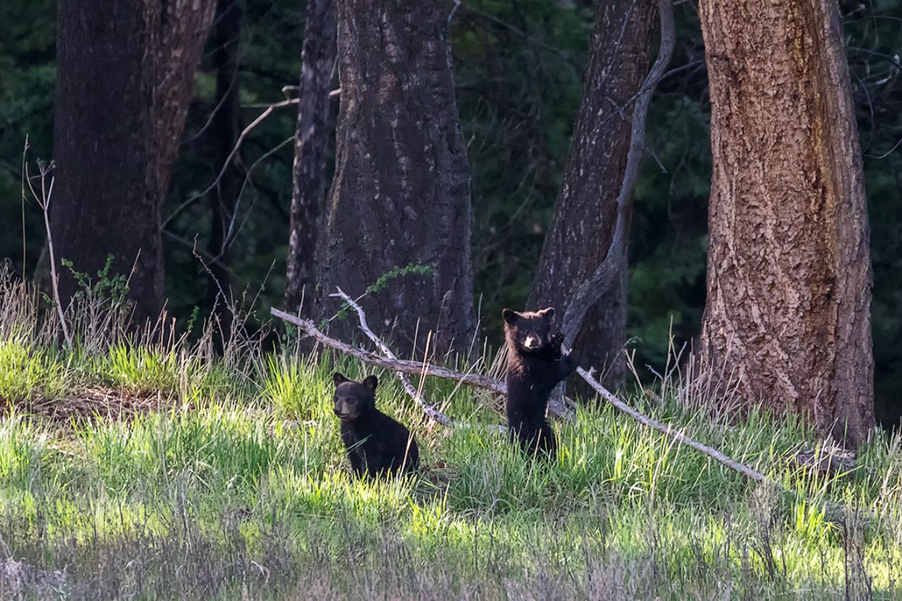 Oseznos negros jugando