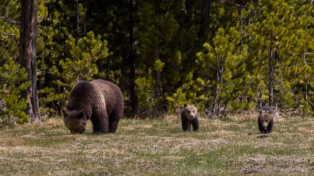 Osa grizzly y oseznos del año