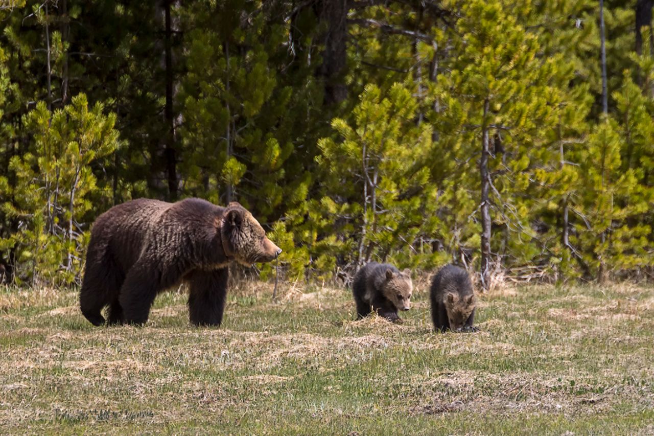 Osa grizzly y oseznos del año