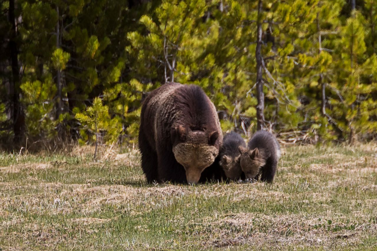 Osa grizzly y oseznos del año