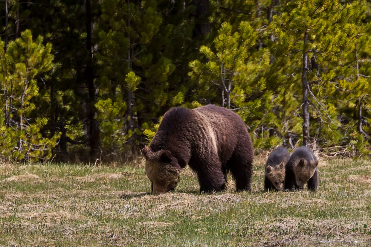 Osa grizzly y oseznos del año