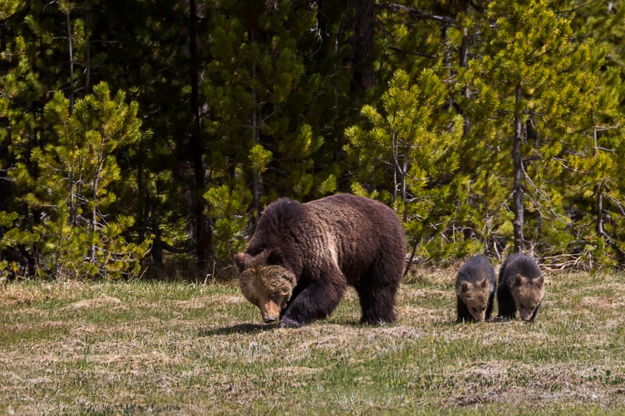 Osa grizzly y oseznos del año