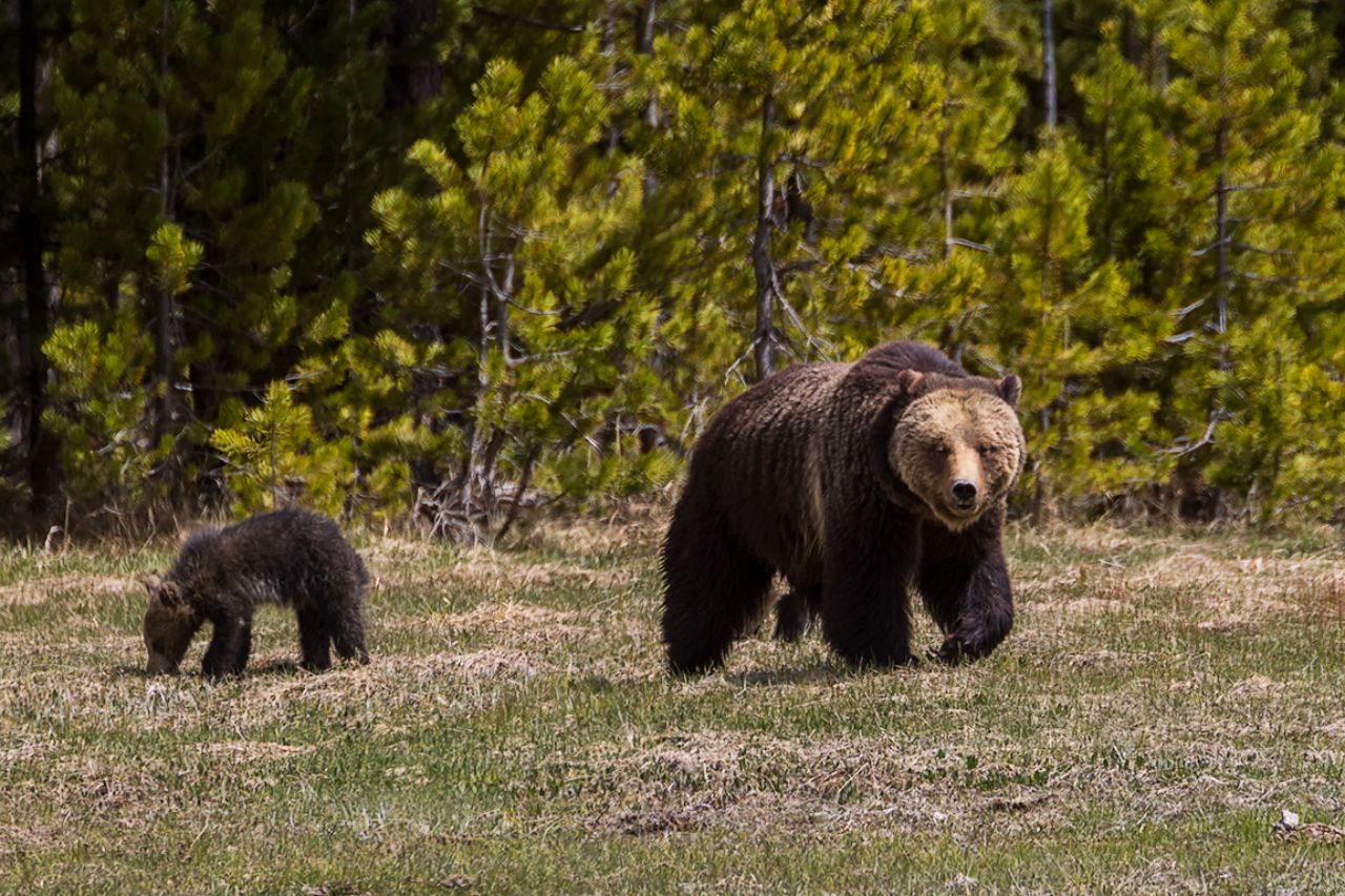 Osa grizzly y oseznos del año