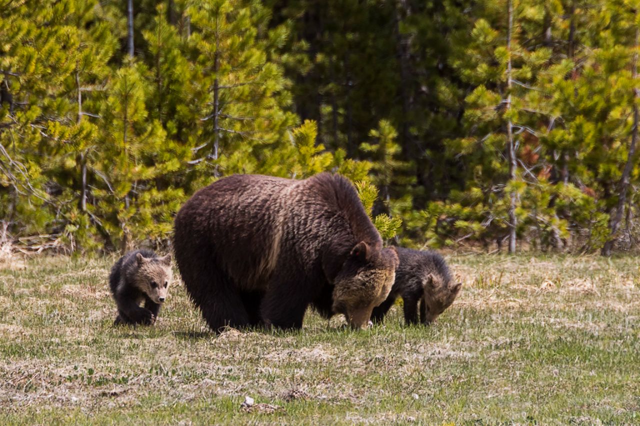 Osa grizzly y oseznos del año