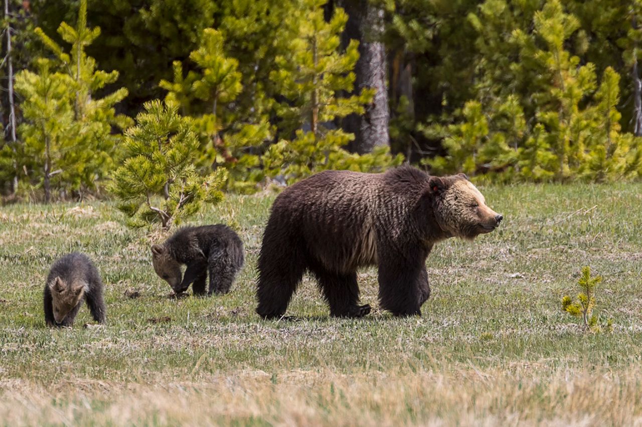 Osa grizzly y oseznos del año