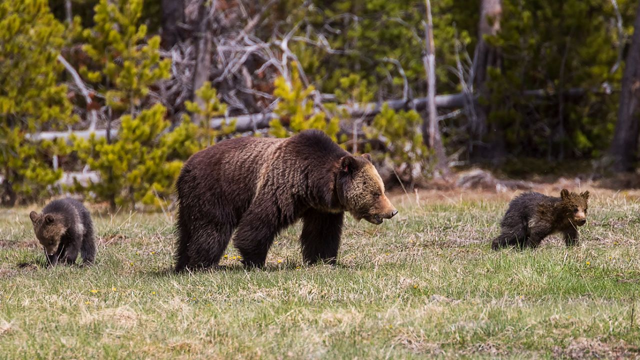 Osa grizzly y oseznos del año