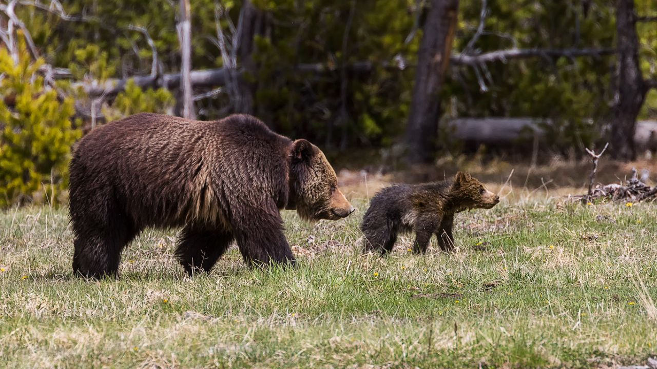Osa grizzly y oseznos del año