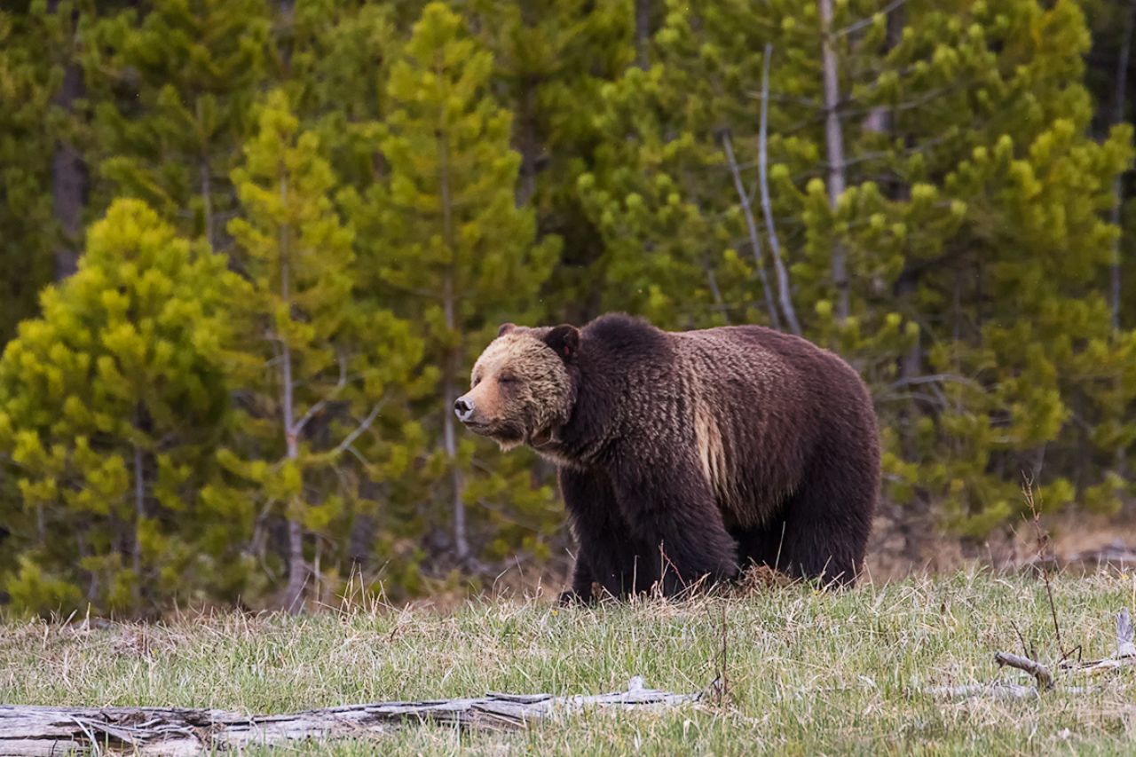 Osa grizzly y oseznos del año