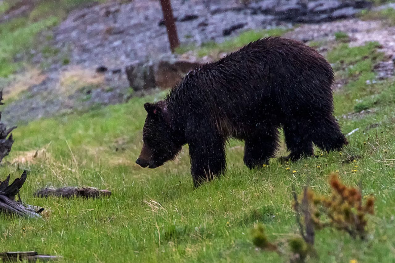 Encontramos a la hembra grizzly bajo la lluvia