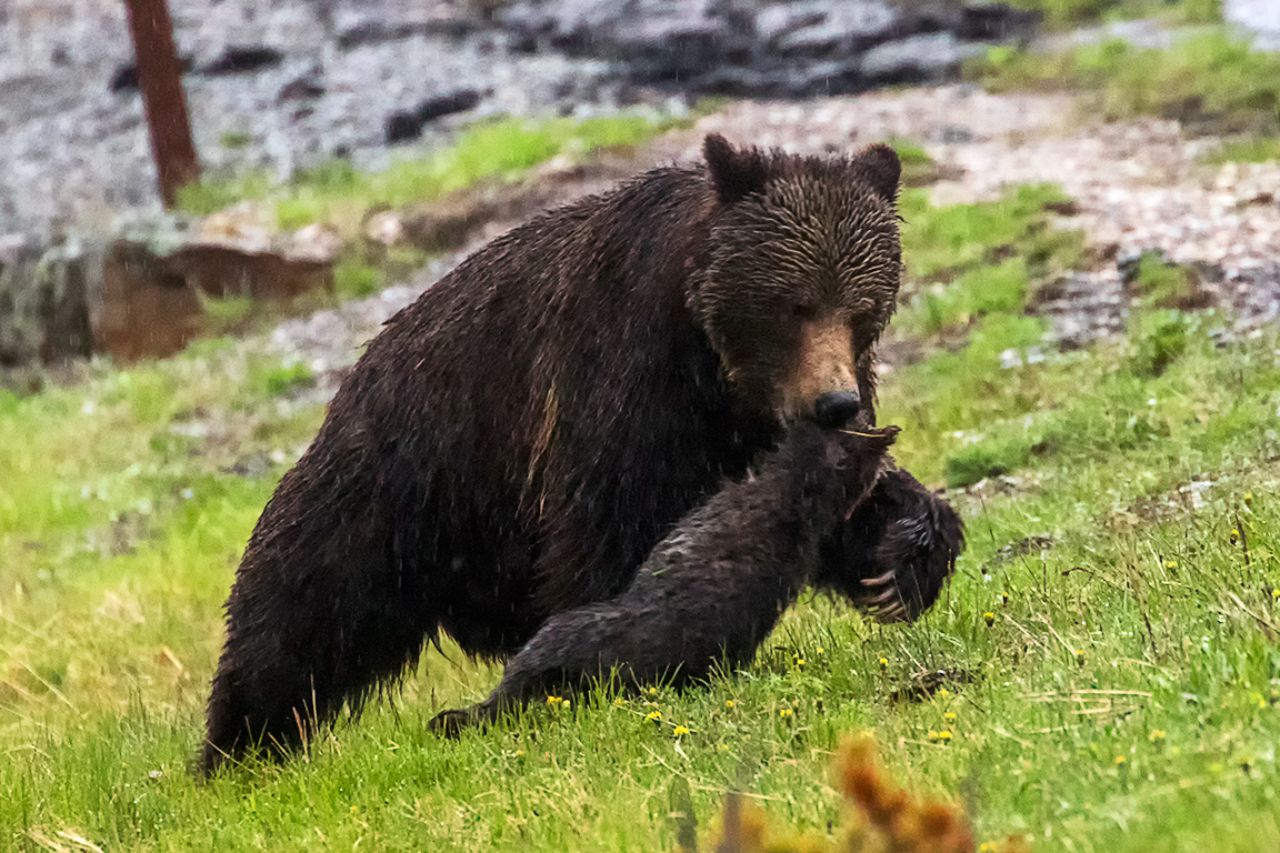 Es uno de sus oseznos!