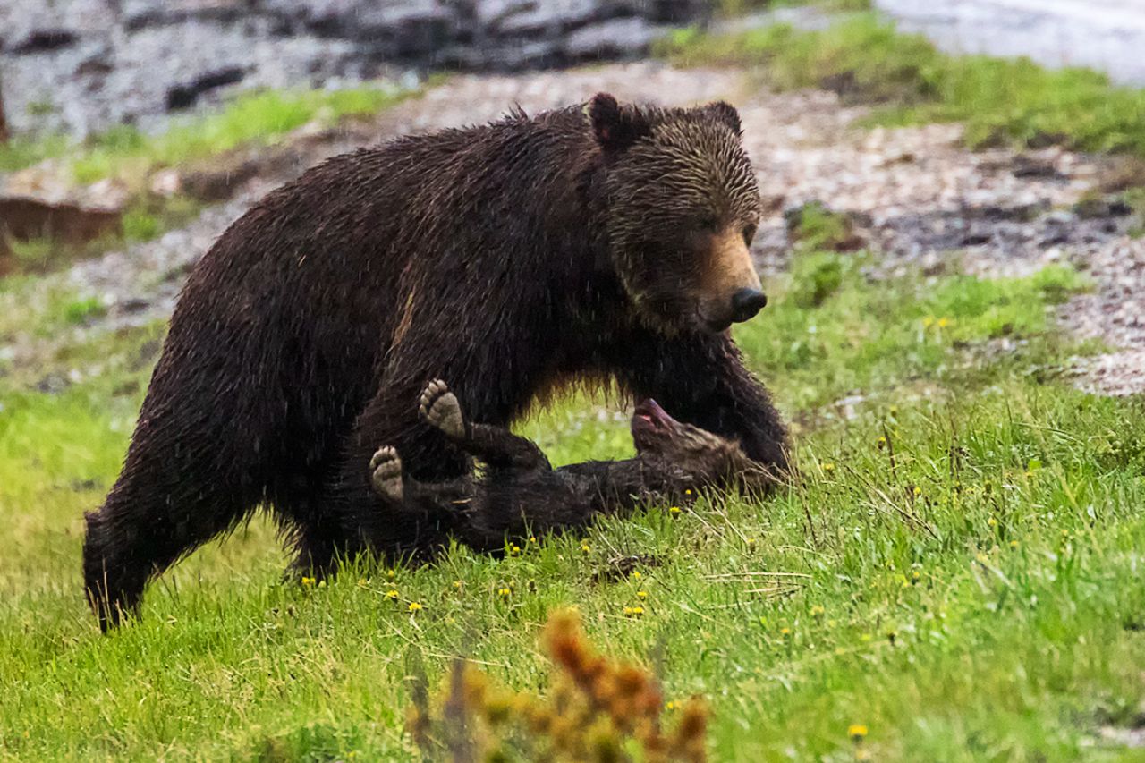 Desesperada trata de reanimarlo