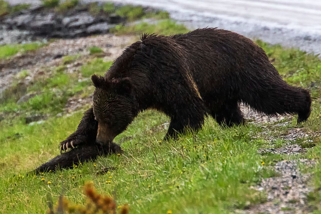 Desesperada trata de reanimarlo