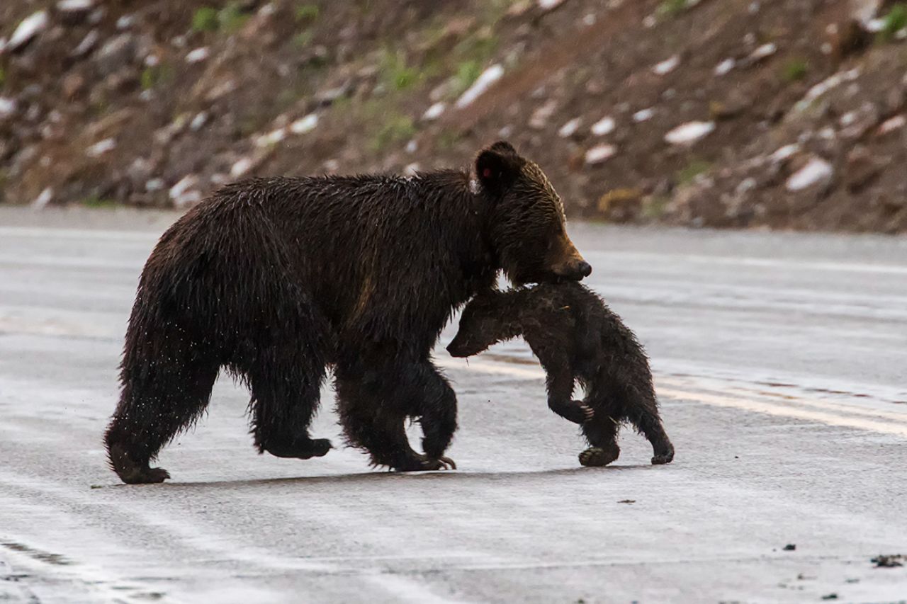 Se lleva al osezno a un lugar privado