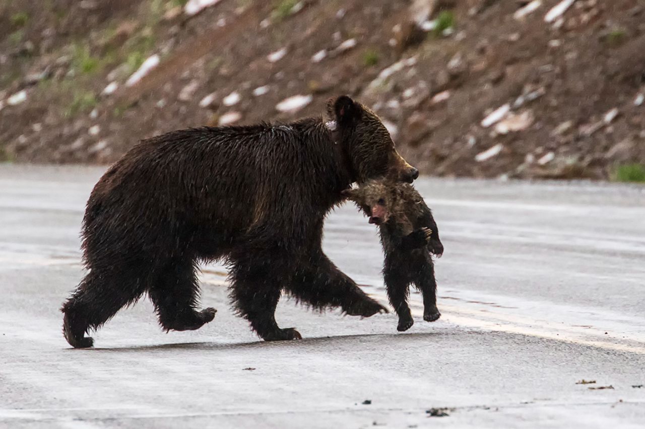 Se lleva al osezno a un lugar privado