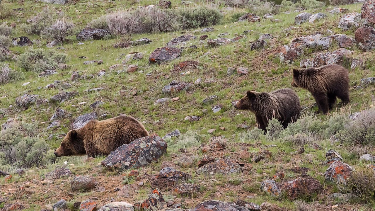 Osa grizzly y oseznos