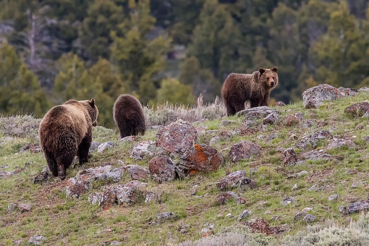 Osa grizzly y oseznos