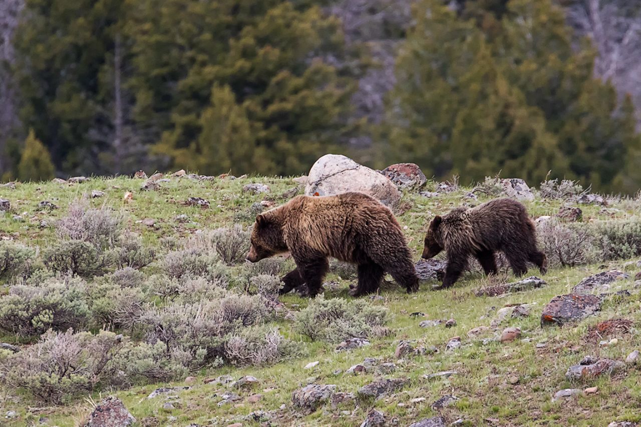 Osa grizzly y oseznos