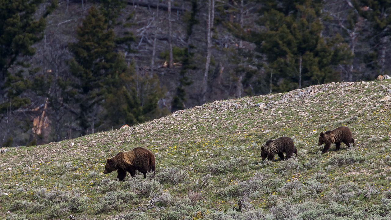 Osa grizzly y oseznos