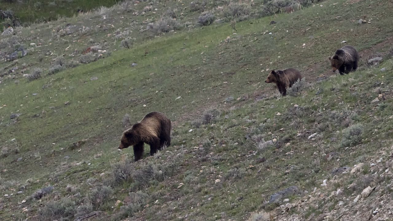 Osa grizzly y oseznos