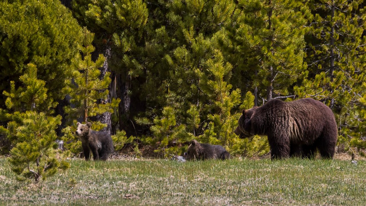 Osa grizzly y oseznos del año