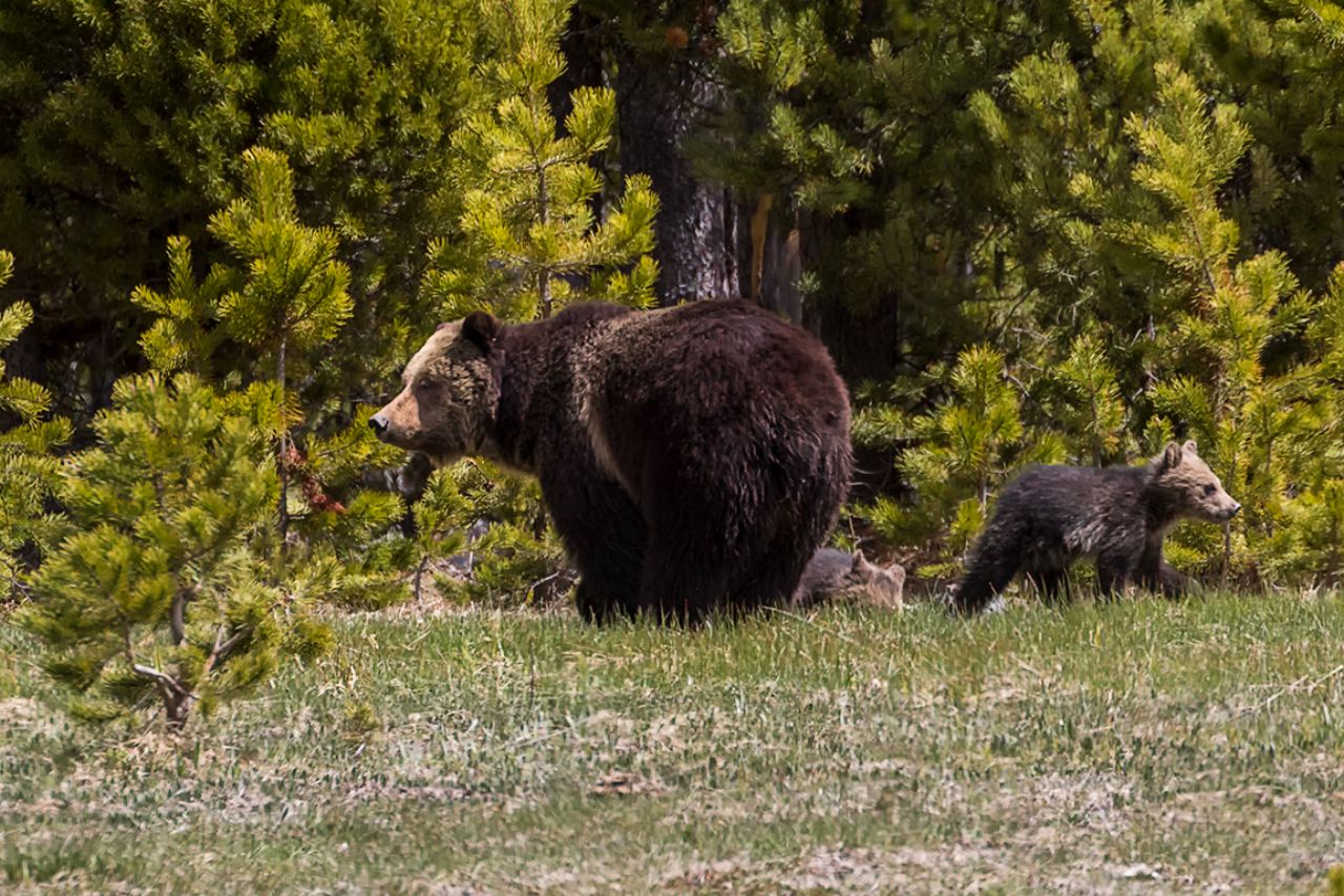 Osa grizzly y oseznos del año