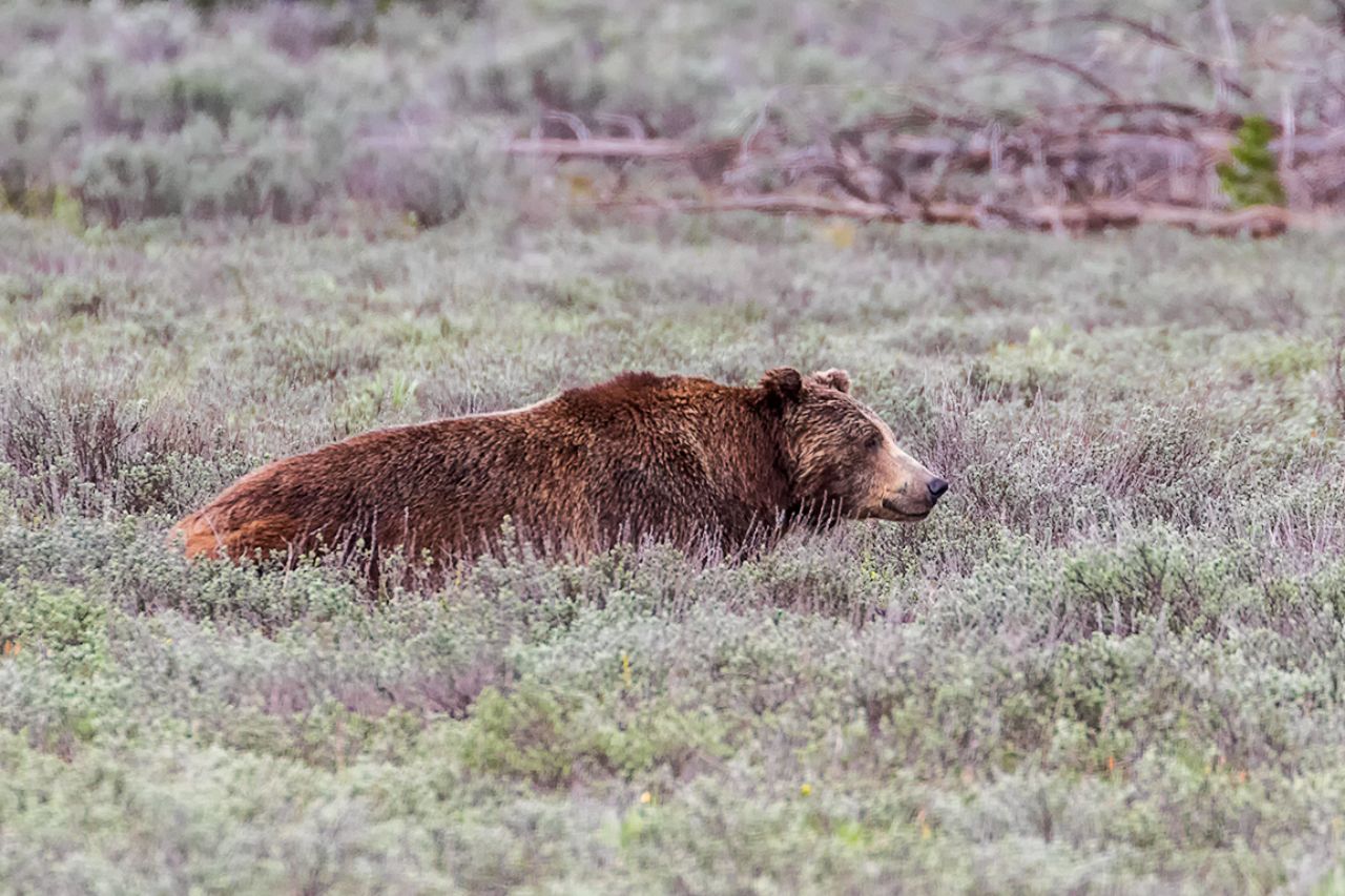 El macho aguarda paciente