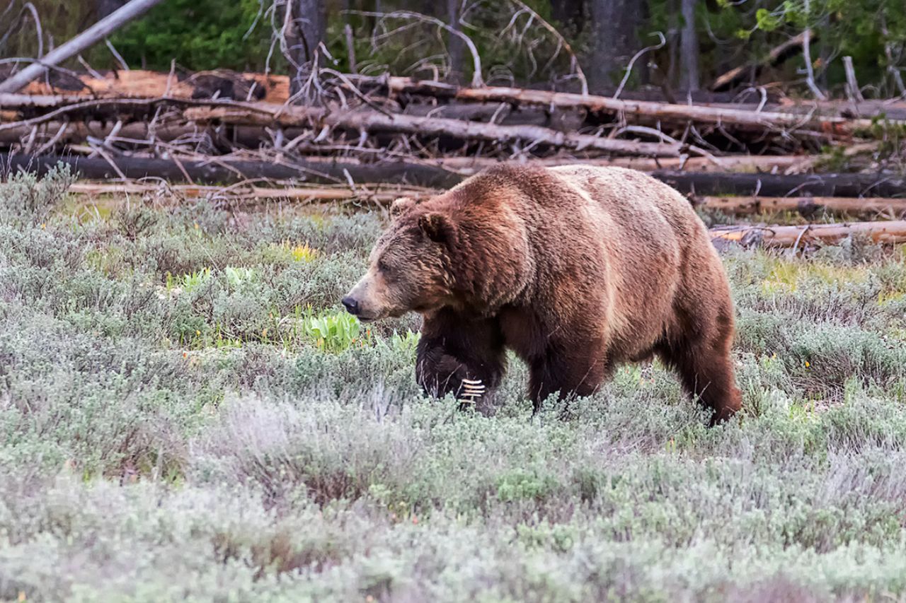 Una hembra solitaria