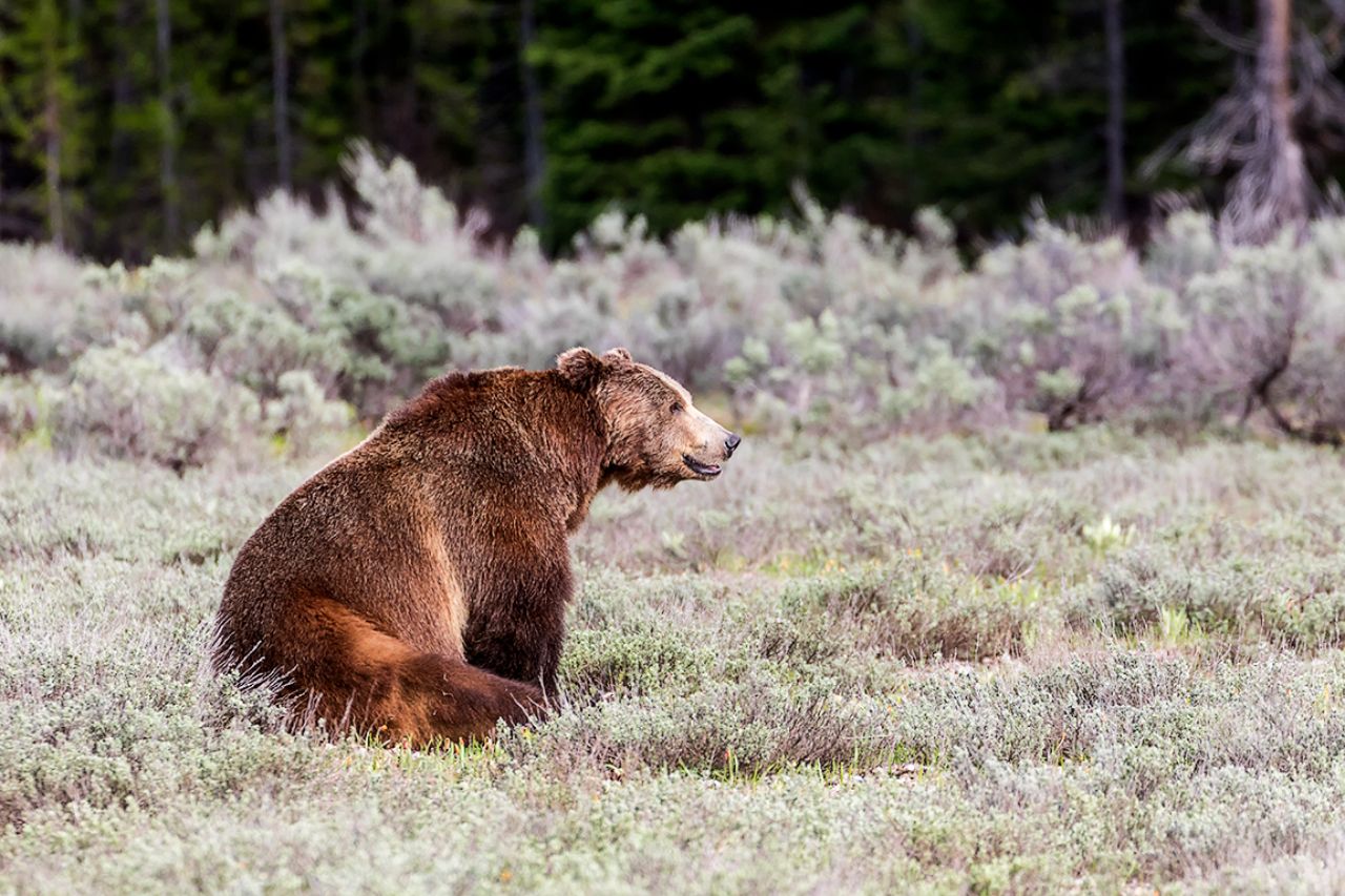 El macho aguarda paciente