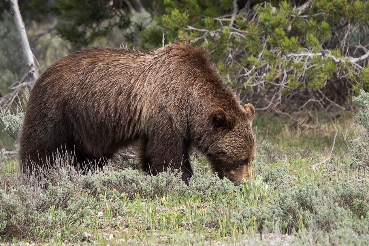 Un solitario macho grizzly