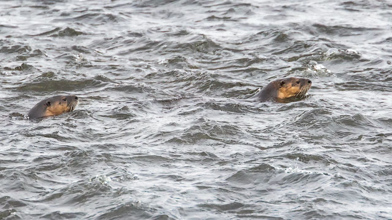 Nutrias en el río Yellowstone