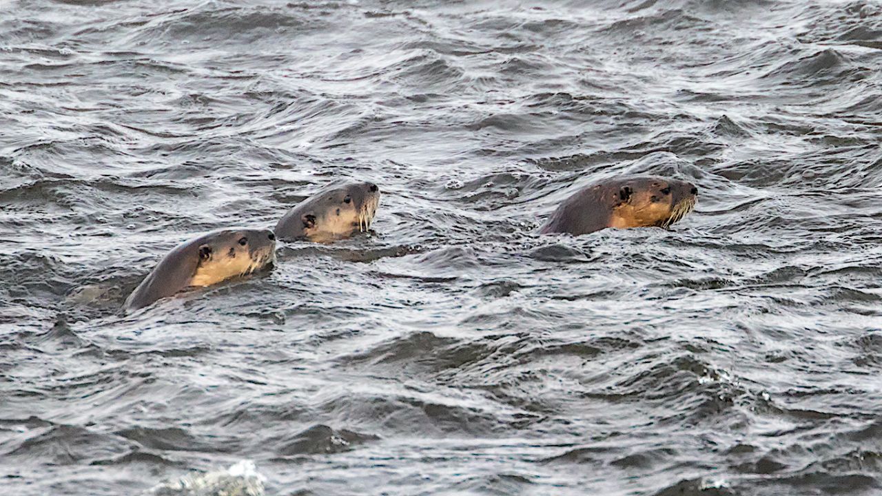 Nutrias en el río Yellowstone