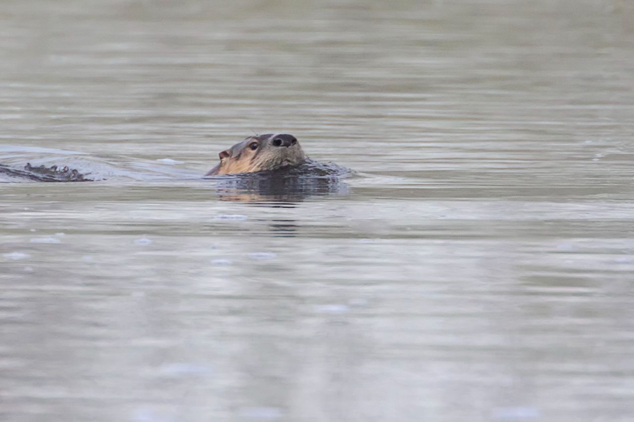 Nutrias en el río Yellowstone