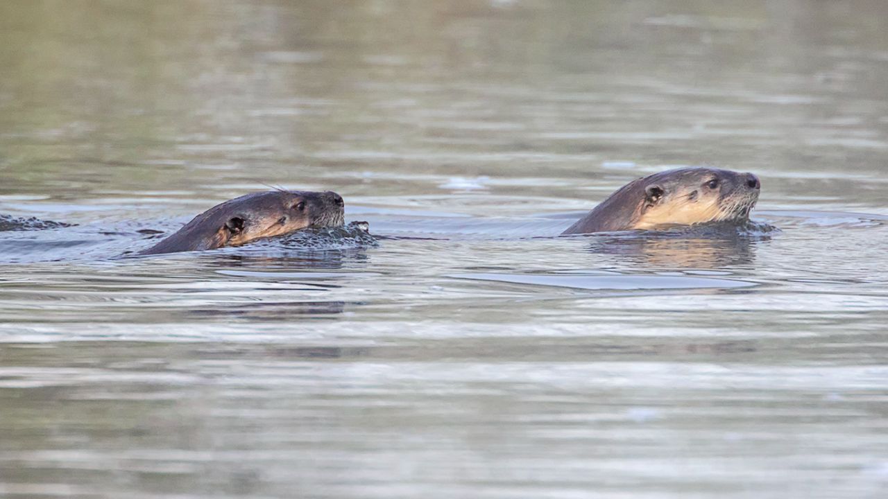 Nutrias en el río Yellowstone