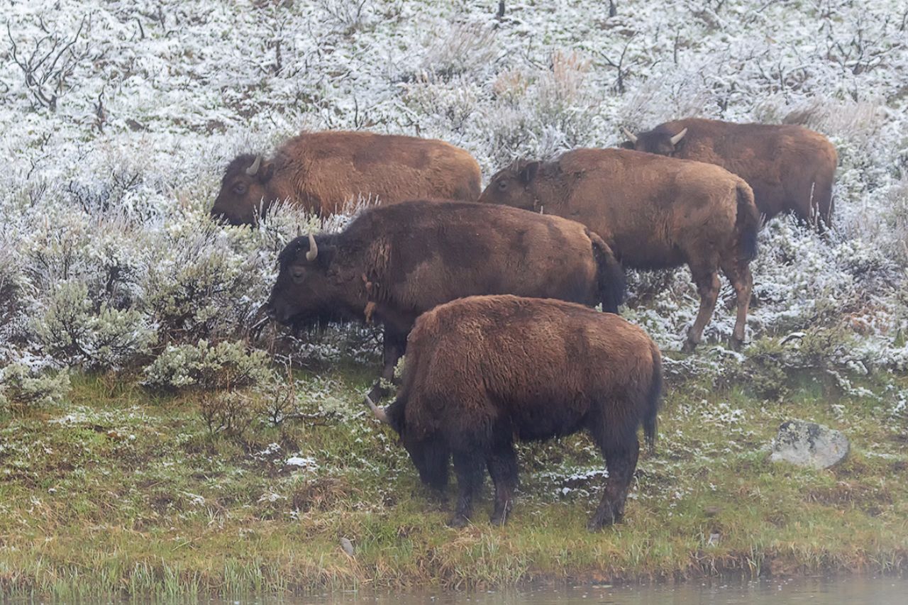 Bisontes