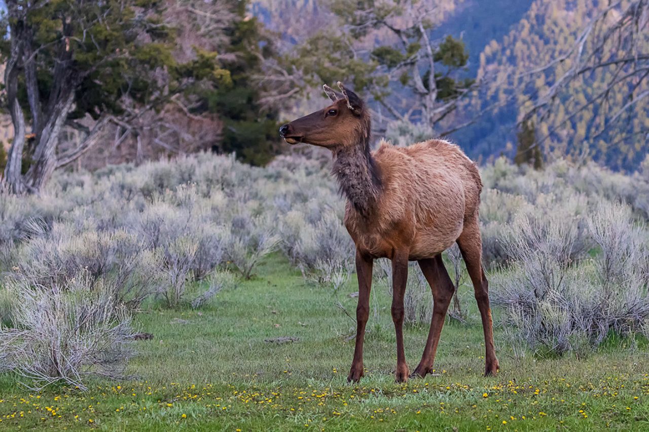 Elk