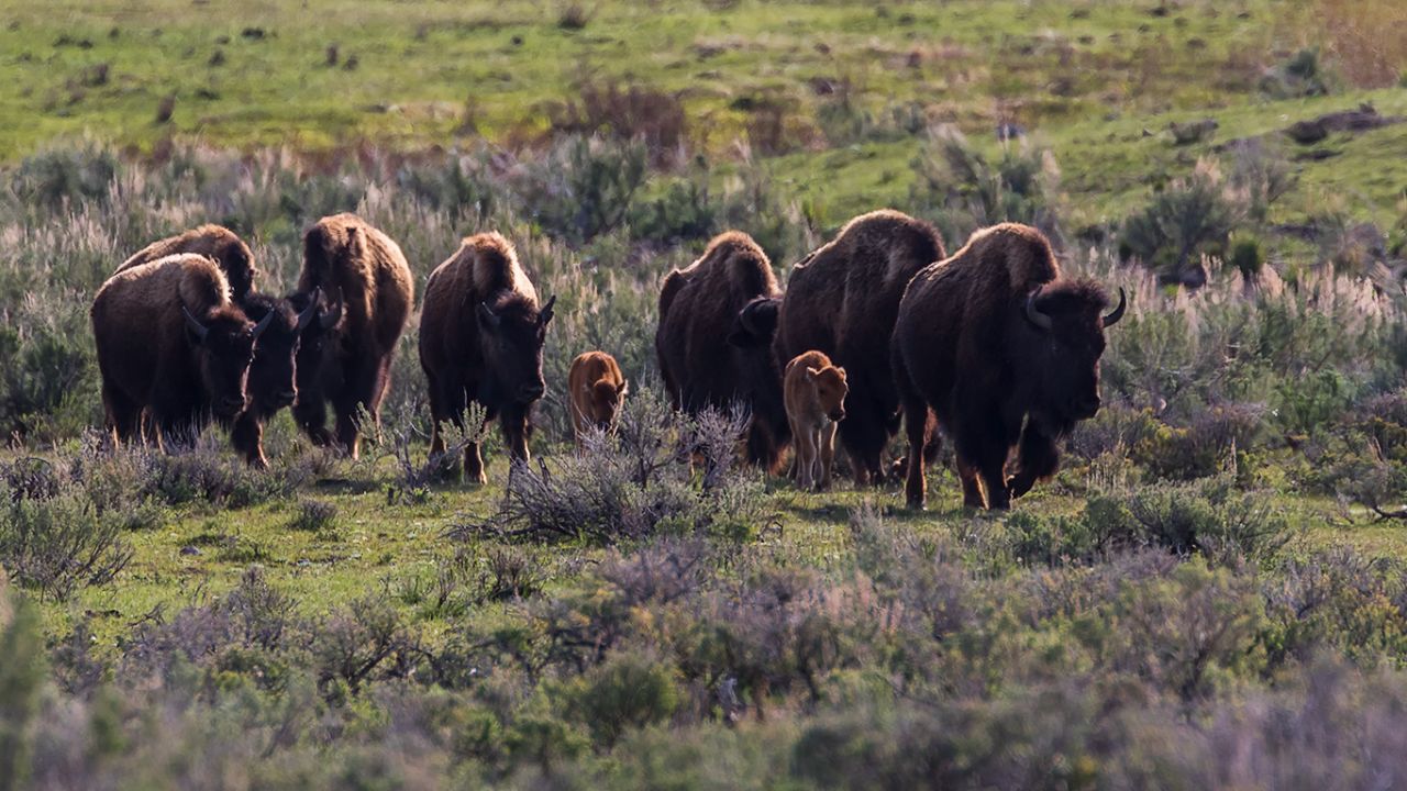 Bisontes