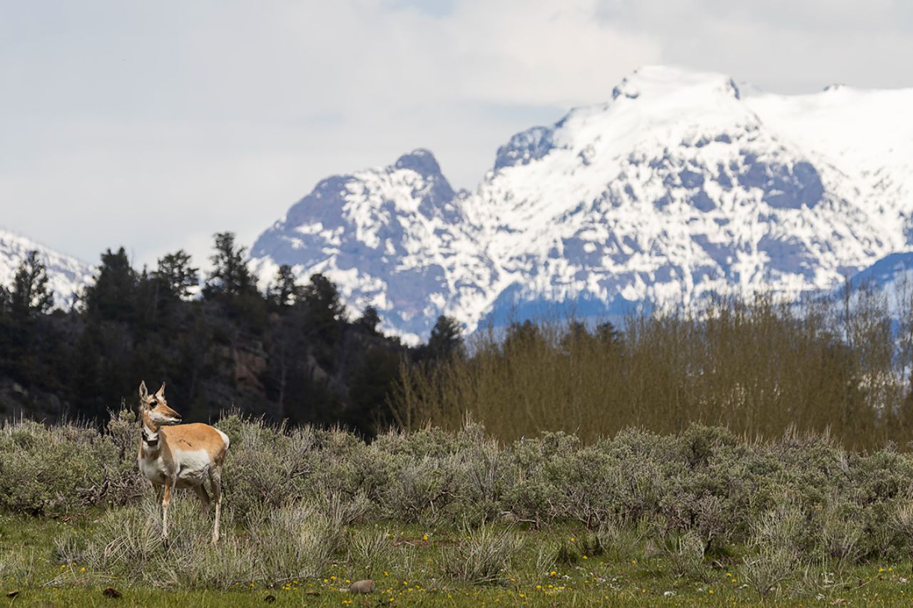 Paisaje con berrendo