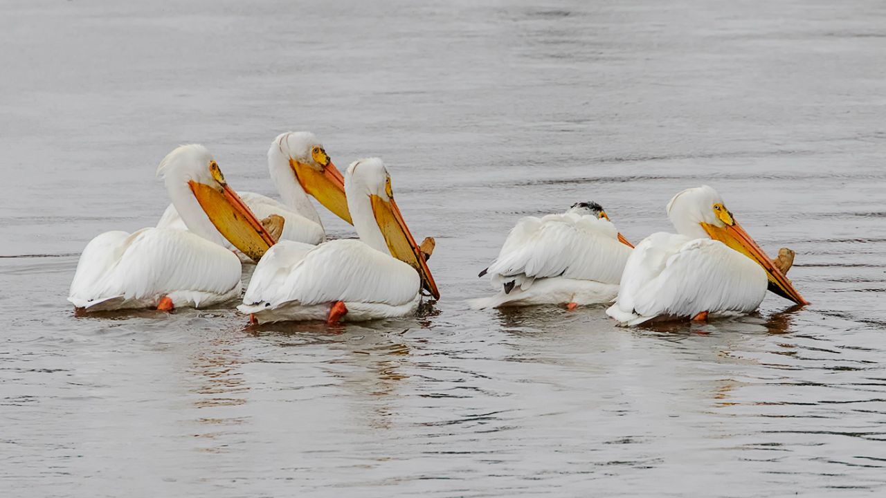 Pelícanos