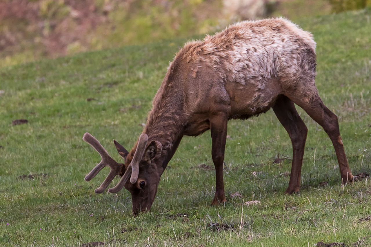 Elk