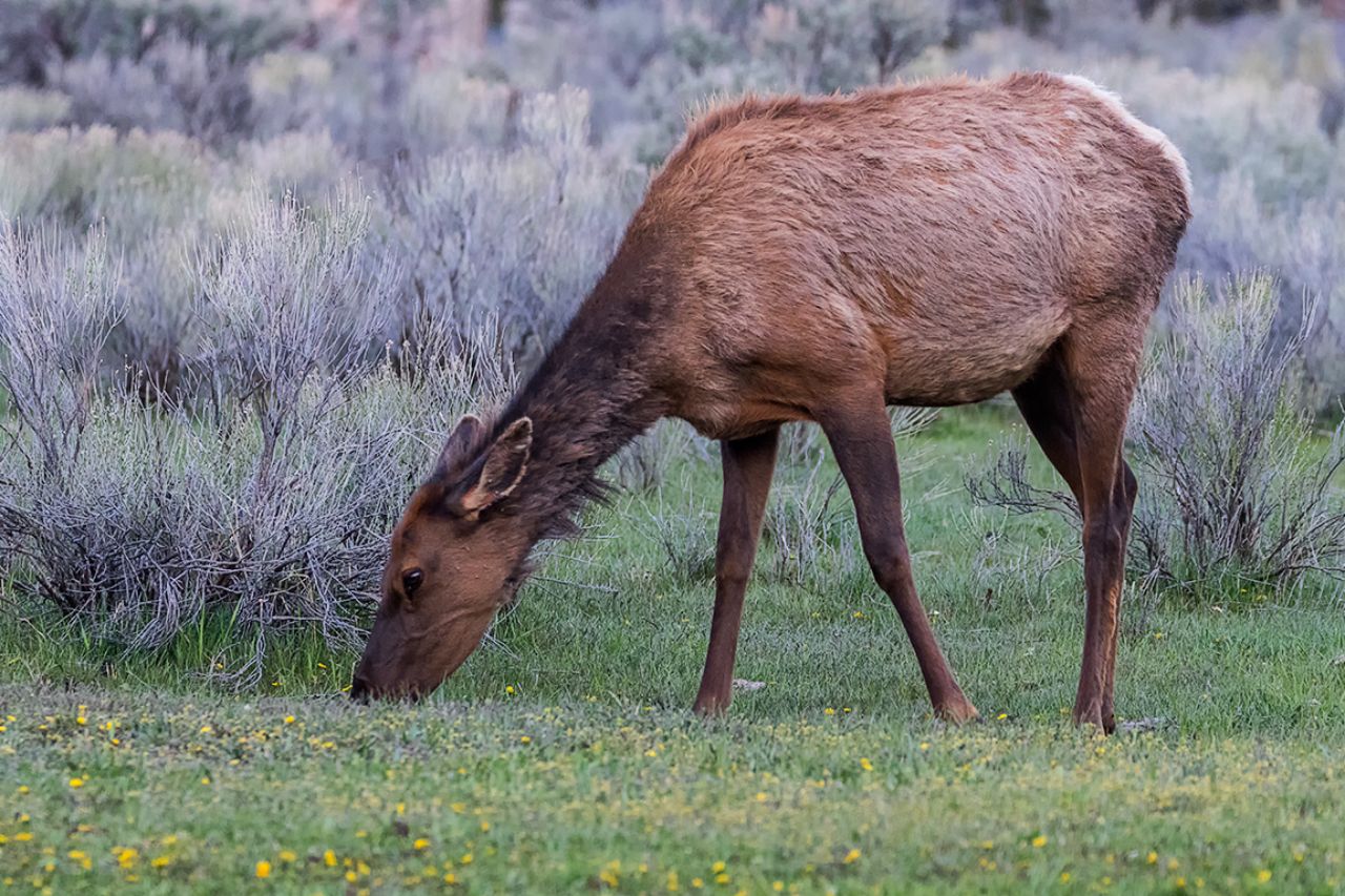 Elk