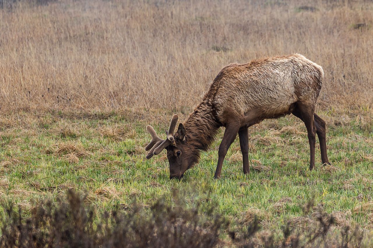 Elk