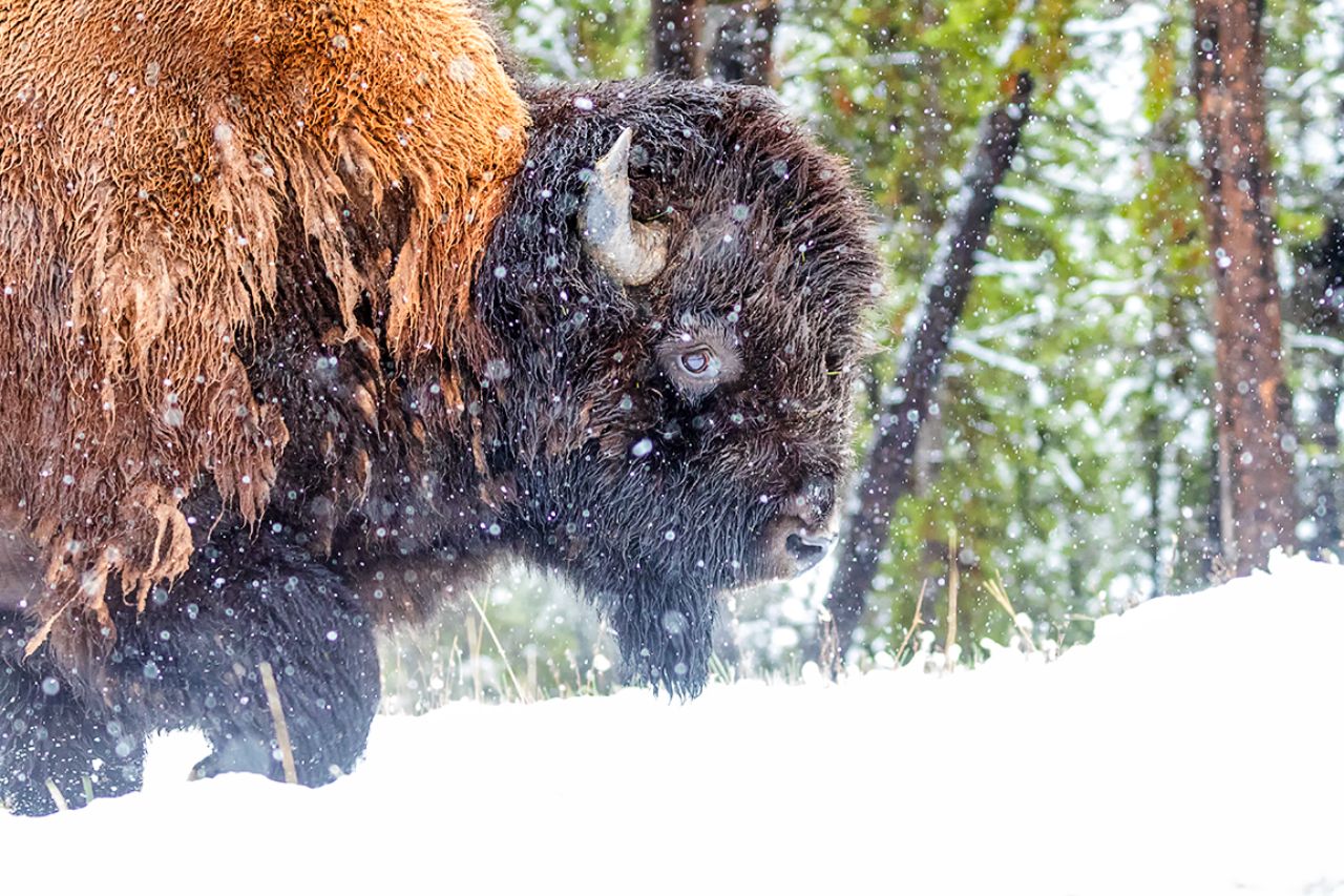 Bisonte